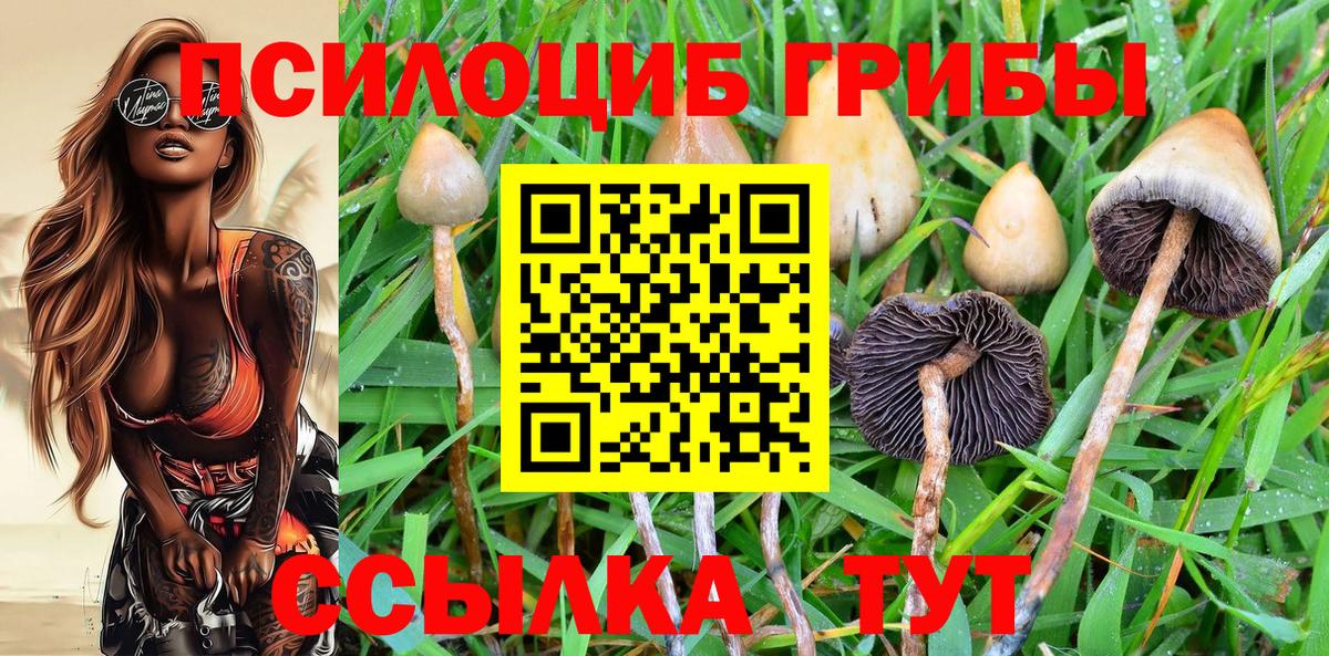 Псилоцибиновые грибы Psilocybine cubensis  Вход с VPN  Славянск-на-Кубани 
